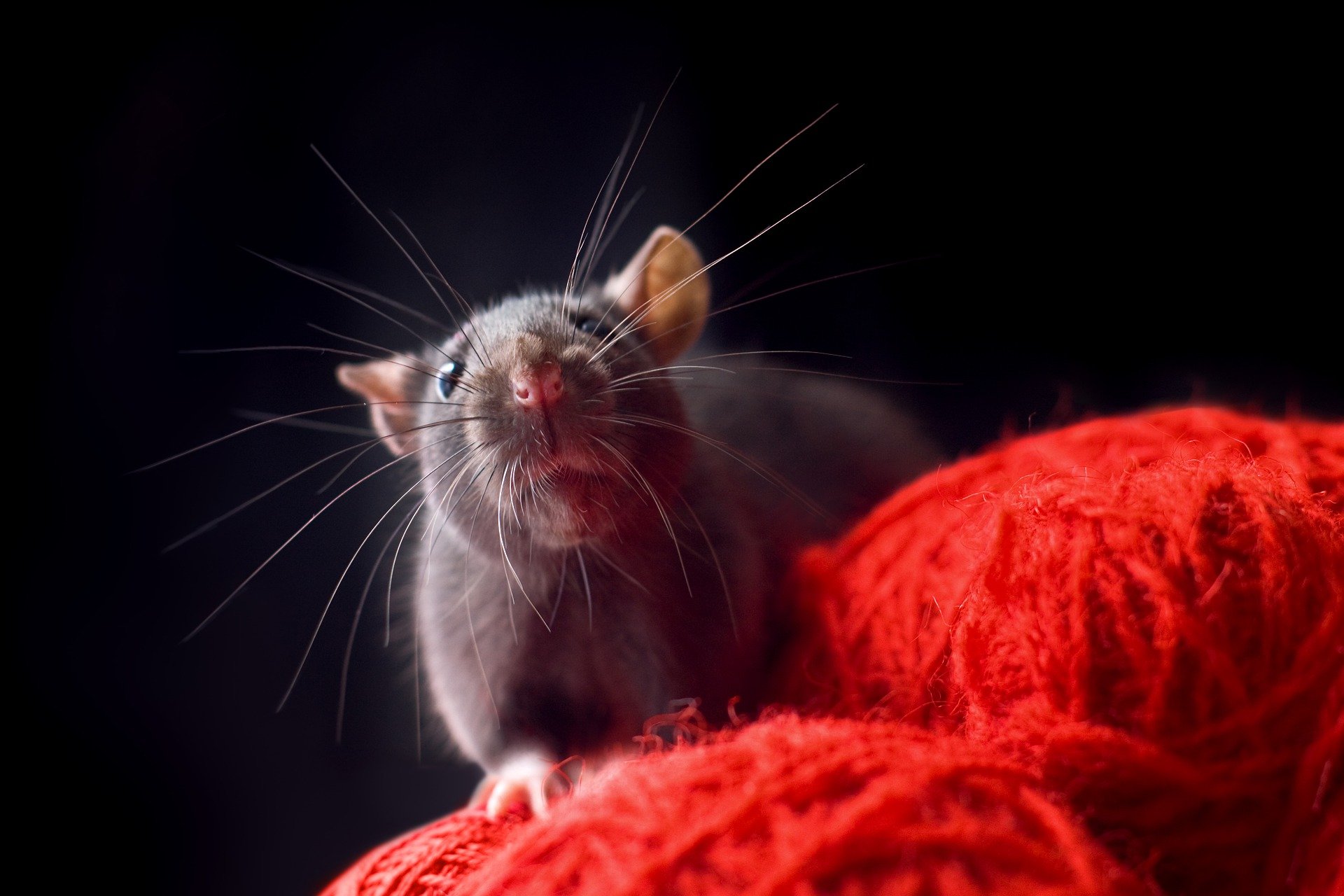 ▷ Cómo Saber Si Tienes Ratas En Casa: Señales a tener en cuenta